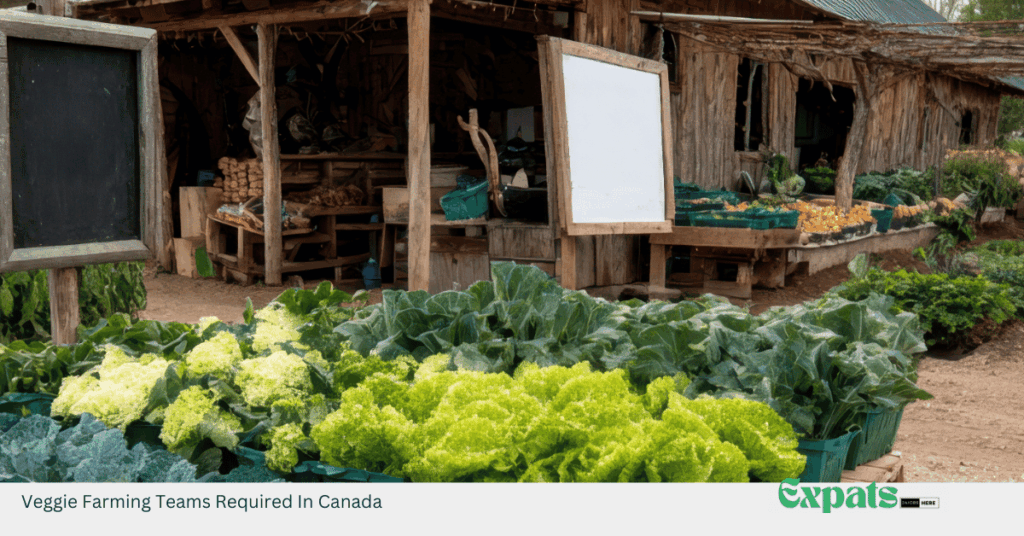 Veggie Farming Teams Required In Canada