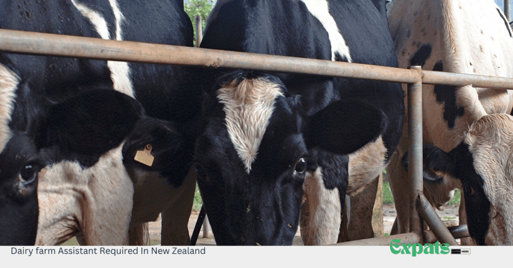 Dairy farm Assistant Required In New Zealand