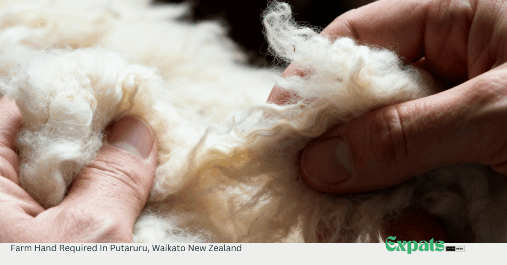 Farm Hand Required In Putaruru, Waikato New Zealand