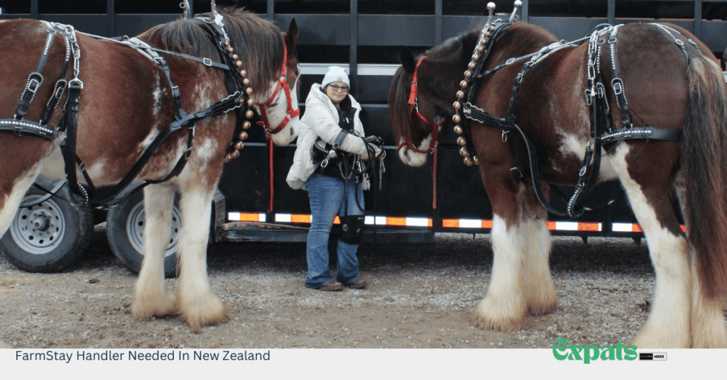 FarmStay Handler Needed In New Zealand