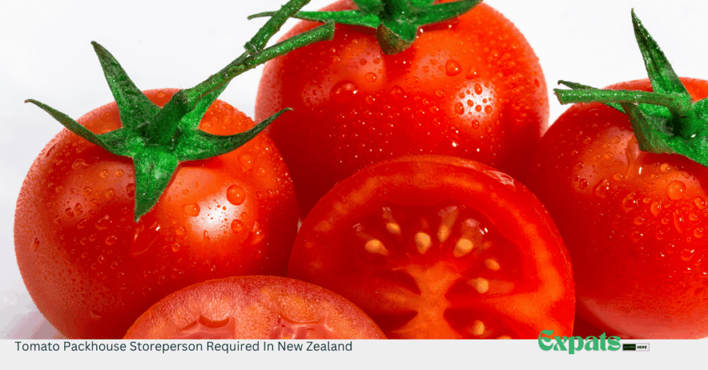 Tomato Packhouse Storeperson Required In New Zealand