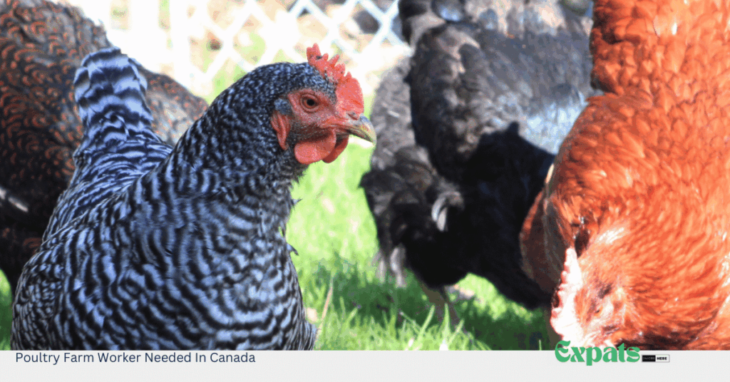 Poultry Farm Worker Needed In Canada