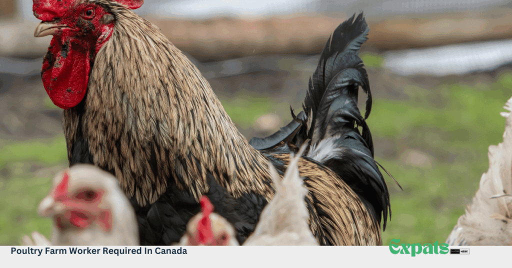 Poultry Farm Worker Required In Canada