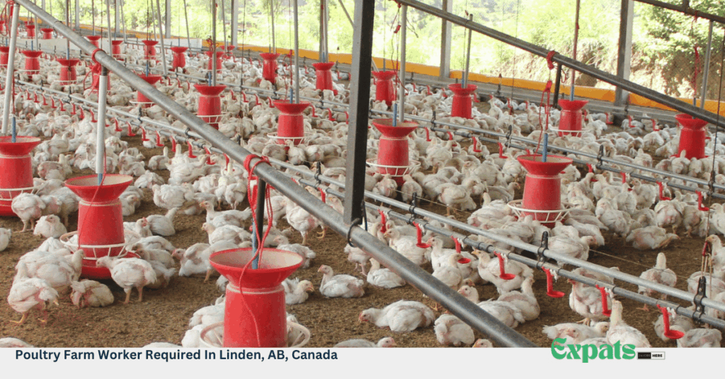 Poultry Farm Worker Required In Linden, AB, Canada