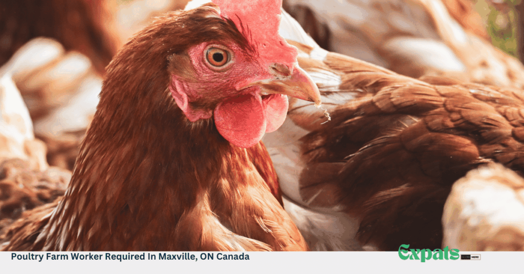 Poultry Farm Worker Required In Maxville, ON Canada