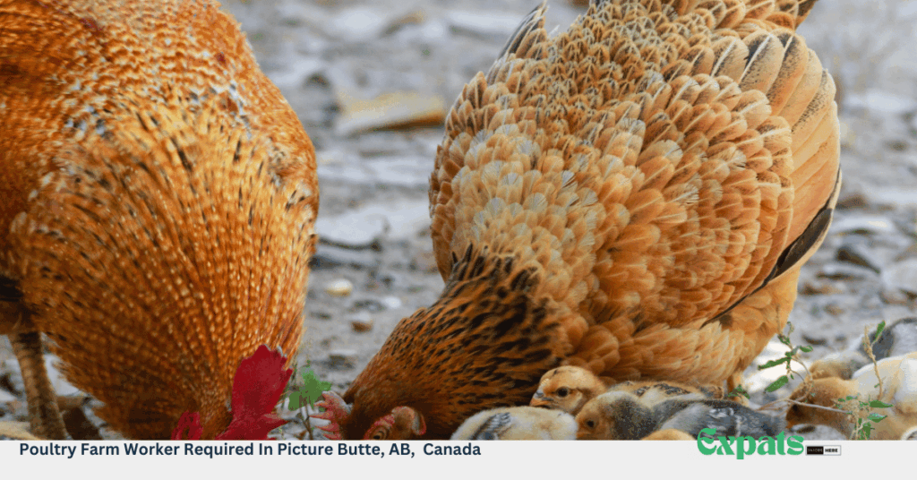Poultry Farm Worker Required In Picture Butte, AB, Canada