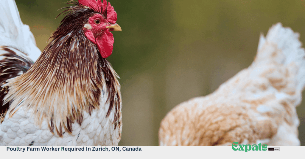 Poultry Farm Worker Required In Zurich, ON, Canada
