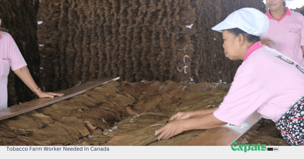 Tobacco Farm Worker Needed In Canada
